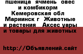 пшеница, ячмень, овес и комбикорм - Кемеровская обл., Мариинск г. Животные и растения » Аксесcуары и товары для животных   